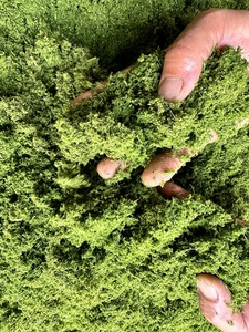 Vente directe d'usine Mini coupe-<span class=keywords><strong>paille</strong></span> Machine hachoir à gazon Capacité de la machine 3 tonnes/H hachoir à gazon - Product Image 5