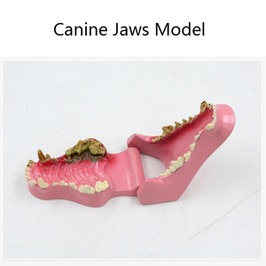 Modèle d'anatomie dentaire canine d'équipement éducatif vétérinaire pour la formation et l'éducation - Product Image 3