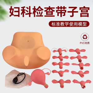 Modèle d'examen gynécologique interne : palpation et inspection utérine ; modèle avancé d'entraînement à l'examen gynécologique. - Product Image 2