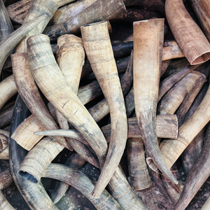 Vente en gros de cornes de vache brutes personnalisées à marque privée, sac de 25 kg, 25 tonnes, 15 jours, cornes de buffle brutes jaunes - Product Image 1