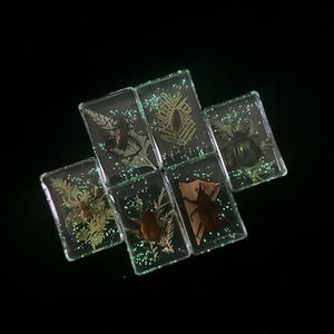 राल नमूना बग संग्रह में अंधेरे वास्तविक कीट पत्ती पौधे के बग में चमक - Product Image 4