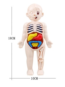 Modelo <span class=keywords><strong>de</strong></span> Estructura <span class=keywords><strong>de</strong></span> Órganos Humanos para Niños, Plástico, DIY, Desmontaje y Montaje <span class=keywords><strong>de</strong></span> Órganos Viscerales, Juguete Educativo para la Primera Infancia - Product Image 4