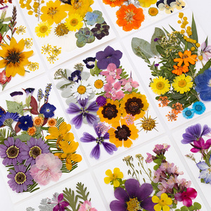 Lot de 20 à 23 packs de fleurs pressées <span class=keywords><strong>Firefly</strong></span> Series DIY Art Crafts pour fabriquer des plantes naturelles écologiques - Product Image 2