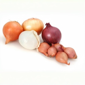 Bulbes d'oignons jaunes frais d'usine de Shandong bon marché oignons frais de haute qualité - Product Image 5