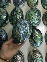 Coquille d'ormeau naturelle polie de Nouvelle-Zélande, grande taille 12-15cm, coquille de Paua, bâtonnet de sauge pour fumigation, en stock, pour la fabrication de bijoux