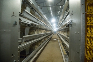 Nouvelles cages à batterie automatiques à 4 niveaux de type H réglables en fil d'acier à faible teneur en carbone pour 20 000 poules pondeuses, durée de vie 15-20 ans - Product Image 4