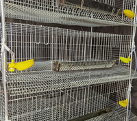 Cages à cailles en fil métallique, cage à cailles à étages avec système d'abreuvement automatique à vendre