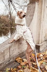 Qiqu-suéter de lana para perros, ropa personalizada de nuevo diseñador, suéter de lana elegante, Mono para perro grande <span class=keywords><strong>italiano</strong></span>, <span class=keywords><strong>galgo</strong></span> - Product Image 3