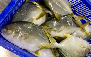 Ikan Frozen IQF emas Pomfret ikan Pompano emas Frozen