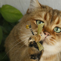 Têtes de rechange en gros pour baguettes à chat Matatabi Silvervine avec clochette, petit papillon et corde de chanvre, et leurre en papier froissé pour chats d'intérieur