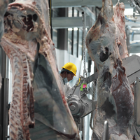 Ligne d'abattage de bétail de grande capacité pour usine d'abattage de bétail de différentes tailles, équipement d'abattoir de bétail