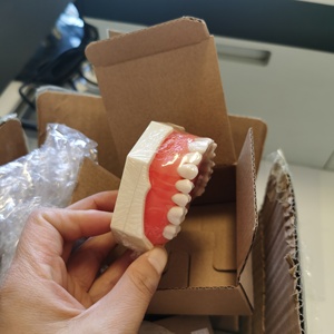 Modelo de Dientes Endodónticos Plegable de Resina ZZSU SD-5689, Tamaño Natural, para Entrenamiento Dental y Demostración de Cuidado del Paciente - Product Image 3
