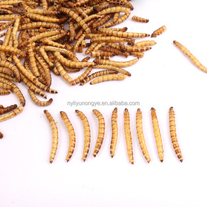 गर्म बिक्री सूखे थोक मेवर्म - Product Image 5