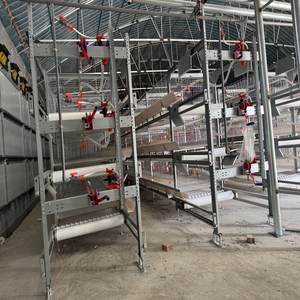 אוטומטי h-סוג הנחת תרנגולת סוללה מיצרן מהימן עבור חקלאות עופות ב enegal - Product Image 1