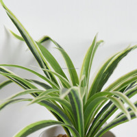 Plante artificielle en soie, Chlorophytum Comosum Variegatum, petit bonsaï 30 cm, centre de table de mariage, décoration intérieure