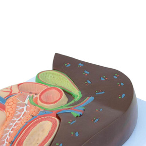 Modelo de enseñanza de anatomía del páncreas visceral, bazo, hígado, vesícula biliar en productos de ciencia médica plástica - Product Image 5