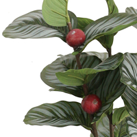 Tanaman Calathea Orbifolia Plastik Berkualitas Tinggi 60cm dengan Tampilan Alami untuk Dekorasi Ulang Tahun
