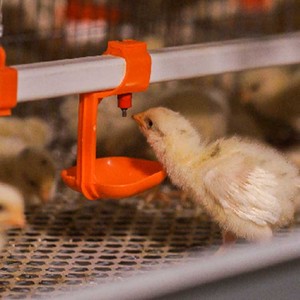 Nouveau produit mamelons volaille alimentation caille eau potable bol poulet Pigeon tasse pour élevage équipement agricole en vente - Product Image 5