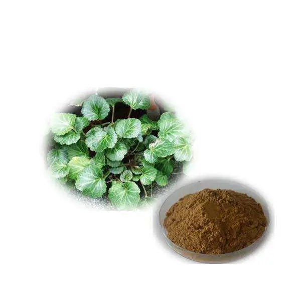 Fabriek Levering Hoge Kwaliteit Saxifraga Stolonifera Extract Poeder