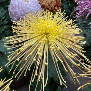 Origine des fleurs de chrysanthèmes vibrantes, idéales pour la décoration des jardins et des cours, et la décoration extérieure - Product Image 1
