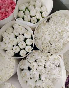 Kunming obral besar Festival putih anyelir dengan bunga Guru's Day Mother splot - Product Image 6