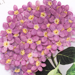 Véritables fleurs séchées pressées de plantes Blue Star pour scrapbooking, fabrication de cartes, marque-pages et <span class=keywords><strong>d</strong></span>écoration de cadres - Product Image 2