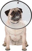 Collier élisabéthain en plastique souple pour chiens 5 tailles collier de récupération pour animaux de compagnie confortable décoration de plumes mignonnes style moderne pour chats