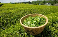 Thé Détox Minceur Ventre Plat de Qualité Alimentaire ODM OEM Haute Qualité Poudre de Plantes Chinoises Vente Chaude Conditionnement en Fût