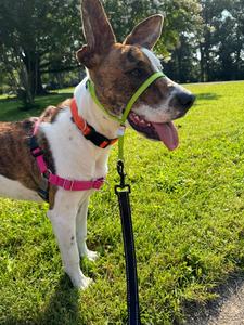 Correa para el cuello a presión rápida sin tirones, lazo para la nariz, cabeza Halter para perro, correa de nailon duradera, líder suave, <span class=keywords><strong>Collar</strong></span> para la cabeza sin tirones para tirar de mascotas - Product Image 6