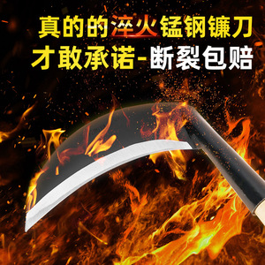 Hoz de Jardín Kyushu de 52 cm, Herramienta Agrícola de Acero al Manganeso para Cosechar Maíz, Arroz y Trigo - Product Image 5