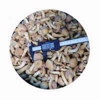 XMSD Champignons Nameko Lyophilisés Comestibles, en dés, en tranches, en morceaux, en blocs, en cubes, entiers, frais, sans sel ajouté - Disponible en gros