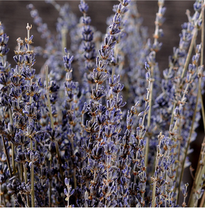 Flor de lavanda seca Natural, lavanda preservada, flor de larga duración para eventos y decoración del hogar - Product Image 3