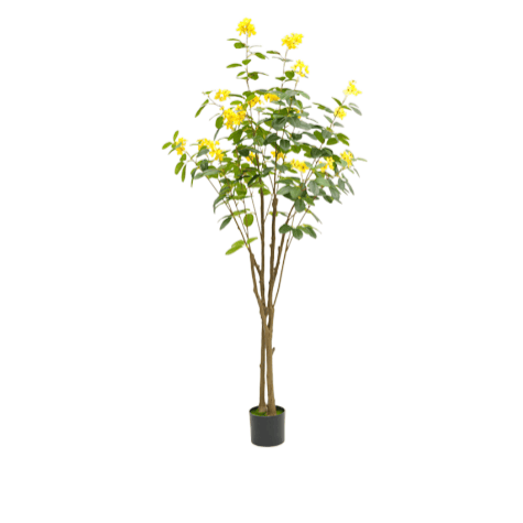 Jasmin jaune 3