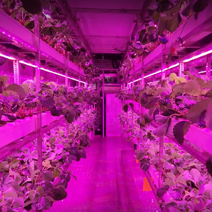 Contenedor de Cultivo Hidropónico Interior Comercial de Alto Rendimiento para Fresas, Sistema de Contenedores de Envío para Granjas Verticales Inteligentes - Product Image 5
