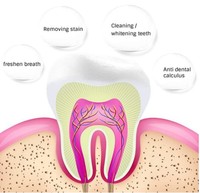 Lemoten — dentifrice liquide en mousse, étiquette privée, neem, smockeurs, thé vert