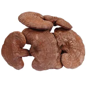 Chinese herbal medicine 100% pure natural new crop delicious and healthy supports customization ganoderma lucidum