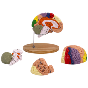 Modèle d'anatomie du cerveau et de la structure des nerfs, agrandi 2 fois, pour l'enseignement médical, modèle de fonction cérébrale de luxe - Product Image 3