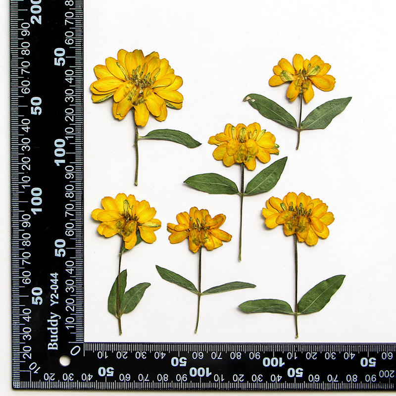 MH467 Jaune naturel 12 pièces/sachet