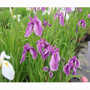 Iris japonais-I.ensata'Aoinoue' - une <span class=keywords><strong>plante</strong></span> aquatique adaptée aux bassins <span class=keywords><strong>de</strong></span> <span class=keywords><strong>jardin</strong></span> et aux serres - Iris japonais - Product Image 3