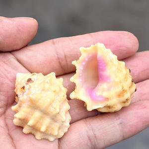 Polido Natural Shell Concha Caracol Rare Specimen Aquário Decoração Peixe para Tiro Props Toque Real - Product Image 3