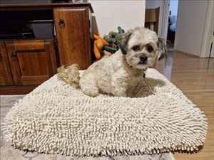 Cama para perros pequeños, medianos y grandes, suave, calmante, ortopédica, alfombrilla de piel sintética para mascotas, Material de terciopelo, cama para perros, sofá con patrón sólido - Product Image 5