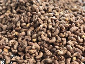 Vente en gros de noix de cajou grillées Noix de cajou délicieuses de haute qualité avec peau - Product Image 3