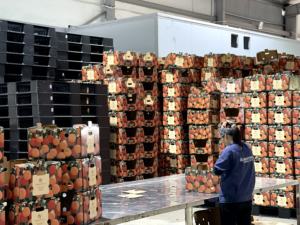 Lichi fresco de Vietnam con estándares de higiene controlados y calidad de exportación consistente - Product Image 5