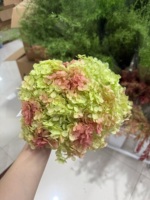 Bunga Hydrangea Kering Alami Warna Pink Hijau Elegan, Diawetkan, Antik, untuk Dekorasi Acara Natal dan Hari Valentine