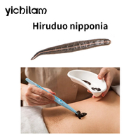 Sangues de sangsues vivantes de haute activité pour usage médical, qualité naturelle, quantité personnalisée, Hirudo vivant pour extraction de plantes médicinales