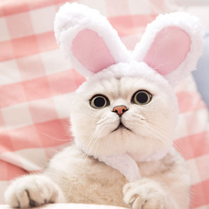 Chapeau à oreilles de lapin pour chat, bandeau doux de dessin animé pour animaux de compagnie, style printemps - Product Image 1