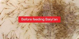 Aditivos para Alimentos en la Salud Animal Productos para la Salud Animal - Product Image 5