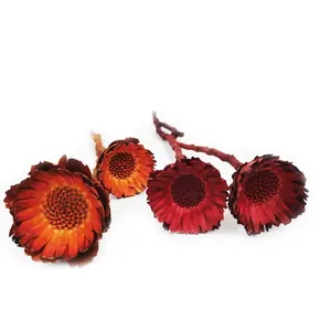 Sumflora INS hot dried flower Gerbera pressed flower for Epoxy flower material