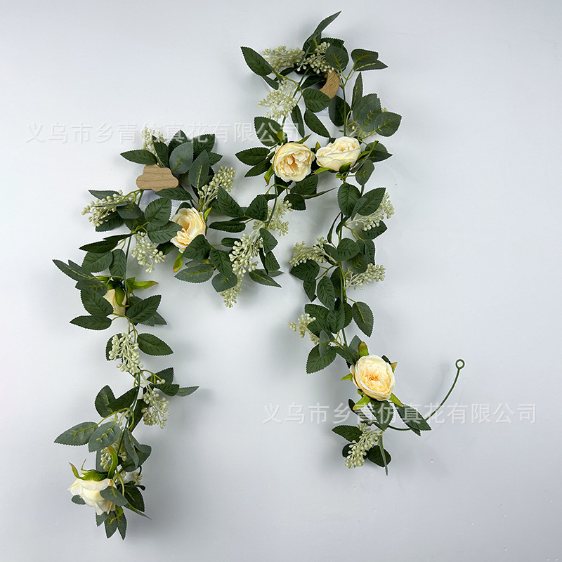 เถาเบอร์รี่คาเมลเลียสีแชมเปญ 2 เมตร