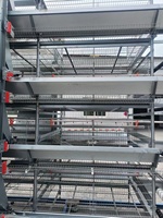 Nouvelle Offre Spéciale : Cage à Poulets Type H en Acier pour Poules Pondeuses avec Système de Collecte Automatique des Œufs et Longue Durée de Vie